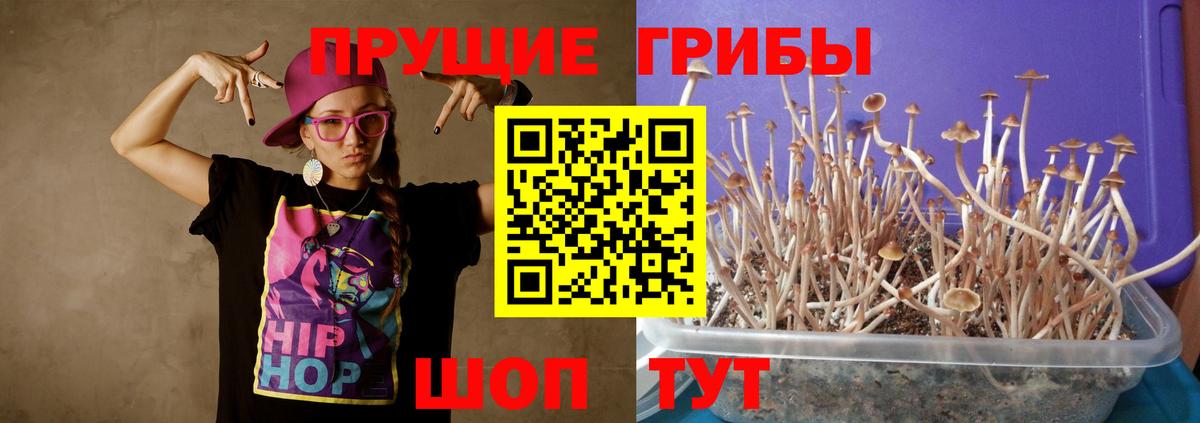 Псилоцибиновые грибы Psilocybine cubensis Миллерово